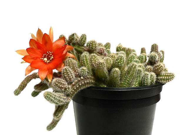 Fleur de Cactus - Photo