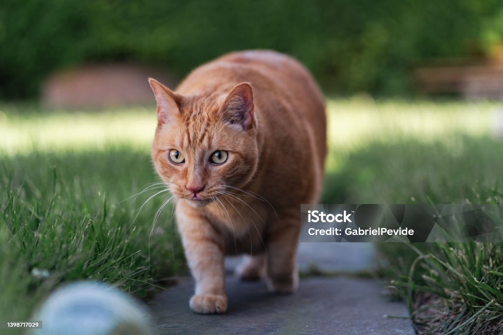 Cat exploring the backyard in spring Domestic Cat Stock Photo