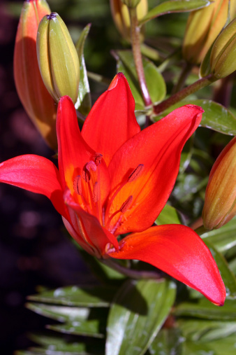 Asiatic Lily, Lilium Pixie (Orange)