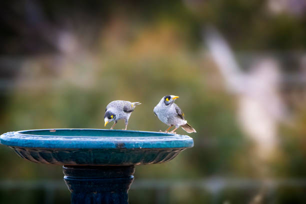 istock Noisy Miners on a bird bath 1398717694