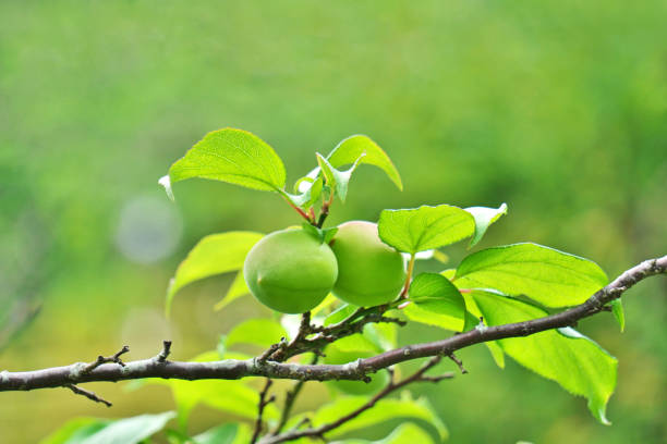 istock Fruit of the plum 1398717877
