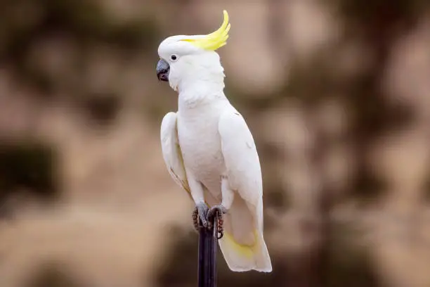 Close up of a Sulphur Crested Cockatoo perched on a fence