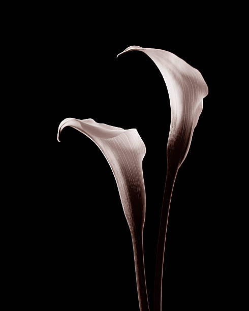 Calla Lillies - fotografia de stock