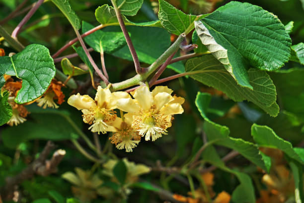 istock Flower of the kiwifruit 1398718565