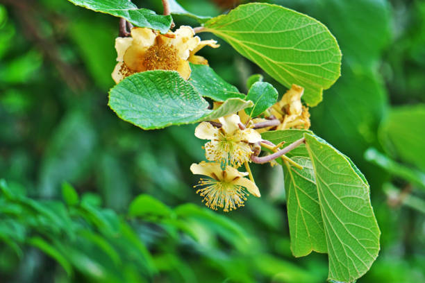 istock Flower of the kiwifruit 1398718570