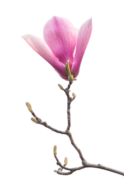 istock magnolia flowers isolated on white 1398718662