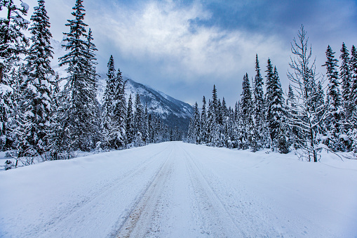 Travel winter scene of snow covered road lined with pine trees and dramatic sky