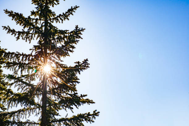 Photo of Single pine tree with blue sky and sun flare shining through