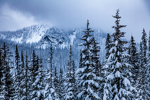 Majestic winter scene of snow covered pine trees with cloud covered mountain background