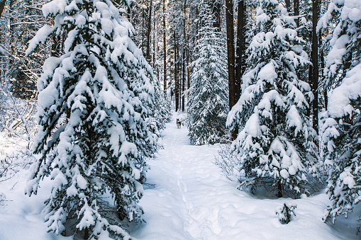 Sunset or sunrise in a birch grove with a falling snow. Rows of birch trunks with the sun's rays passing through them. Snowfall.