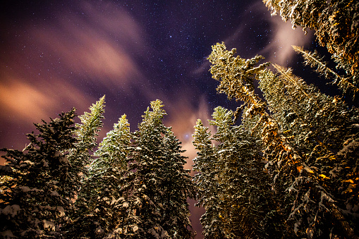 Tall pine trees against night sky with stars and warm cloudscape