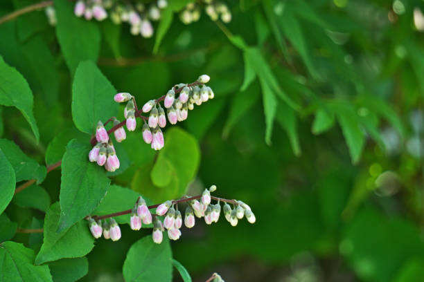 istock Deutzia crenata f．Plena 1398719619