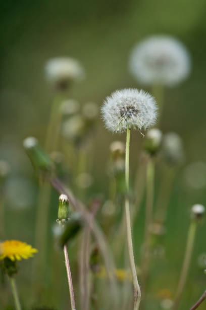istock Yard full of dandelions 1398719720