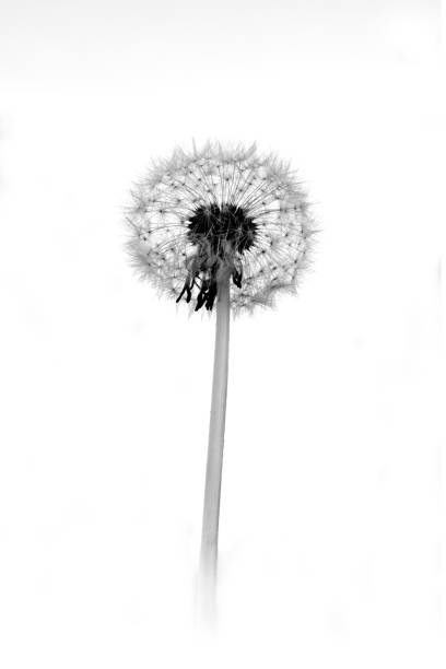 istock Dandelion seed head in black and white 1398719756