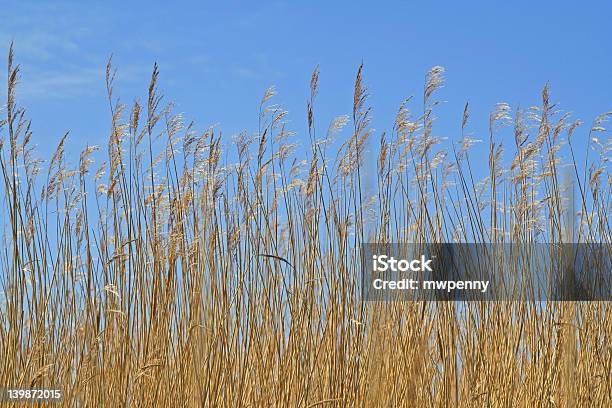 골든 옥수수 Ii 0명에 대한 스톡 사진 및 기타 이미지 - 0명, 가벼운, 건초-식물