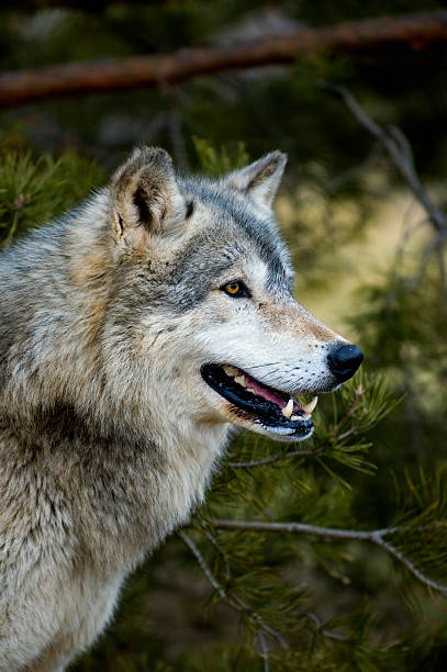 Timber Wolf (Canis lupus) - Profile Tree Background stock photo