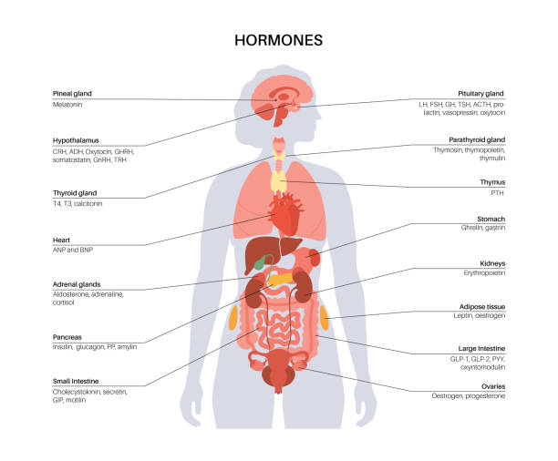illustrations, cliparts, dessins animés et icônes de hormones dans le corps féminin - hormone