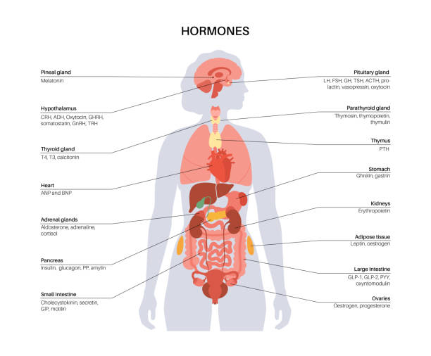 гормоны в женском организме - гормон stock illustrations