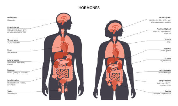 гормоны в организме человека - человеческая анатомия stock illustrations