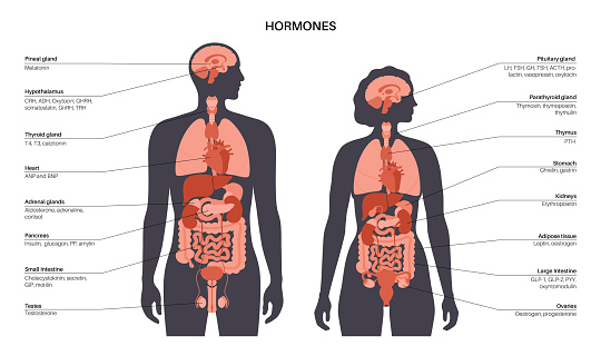 Hormones in the human body. Endocrine system. Adrenal glands, thyroid, parathyroid, testes and pancreas in male and female silhouette. Pineal and pituitary glands in brain vector illustration.
