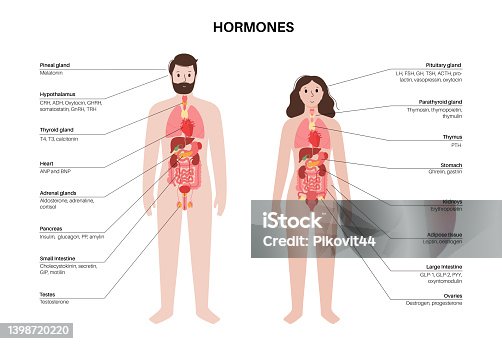 istock Hormones in human body 1398720220