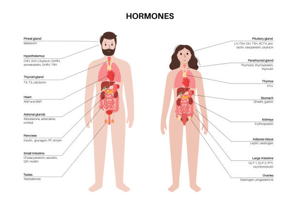 Hormones in human body Hormones in the human body. Endocrine system. Adrenal glands, thyroid, parathyroid, testes and pancreas in male and female silhouette. Pineal and pituitary glands in brain vector illustration. male human anatomy diagram stock illustrations
