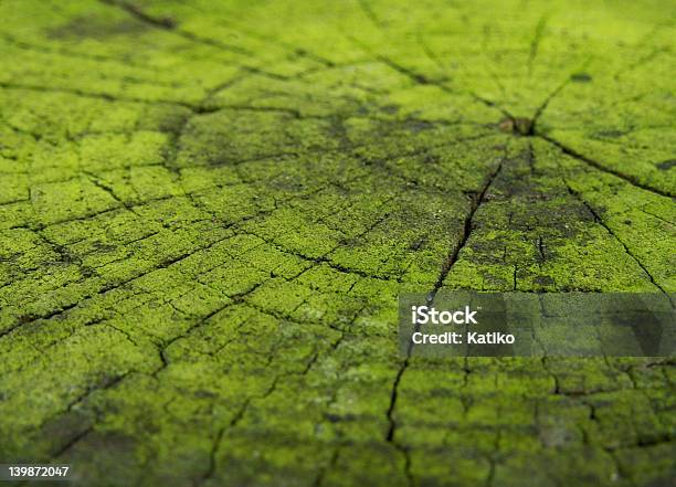 Concentricity Stock Photo - Download Image Now - Circle, Lichen, Abstract
