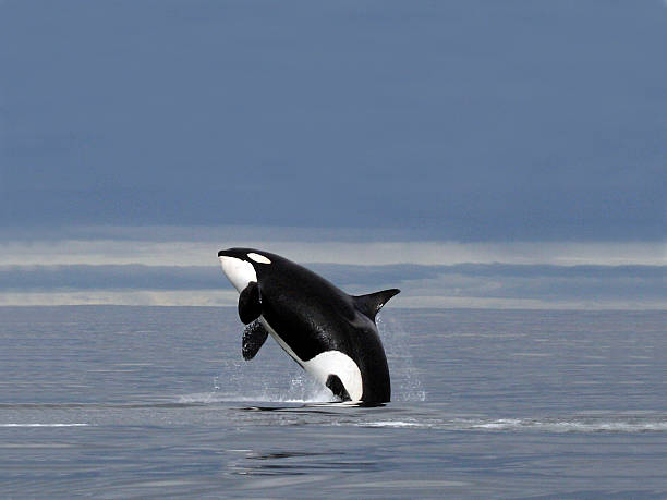 ballena orca - ballena orca fotografías e imágenes de stock