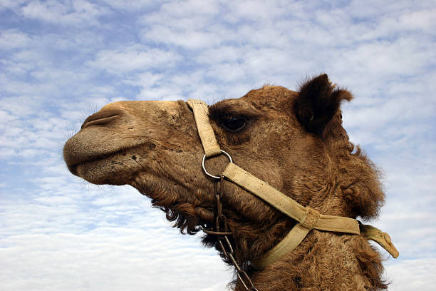 camel stock photo