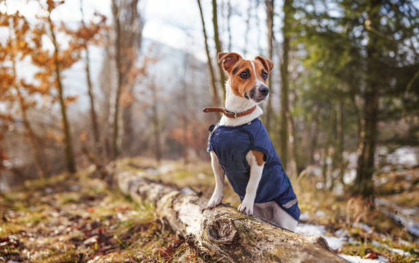 istock Small Jack Russell terrier in dark blue winter jacket leaning on fallen tree with grass and snow patches, blurred trees or bushes background 1398720956