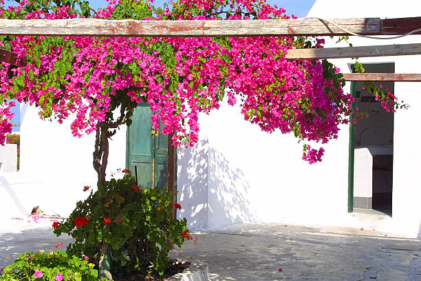 istock The flowers from Greece 139872137