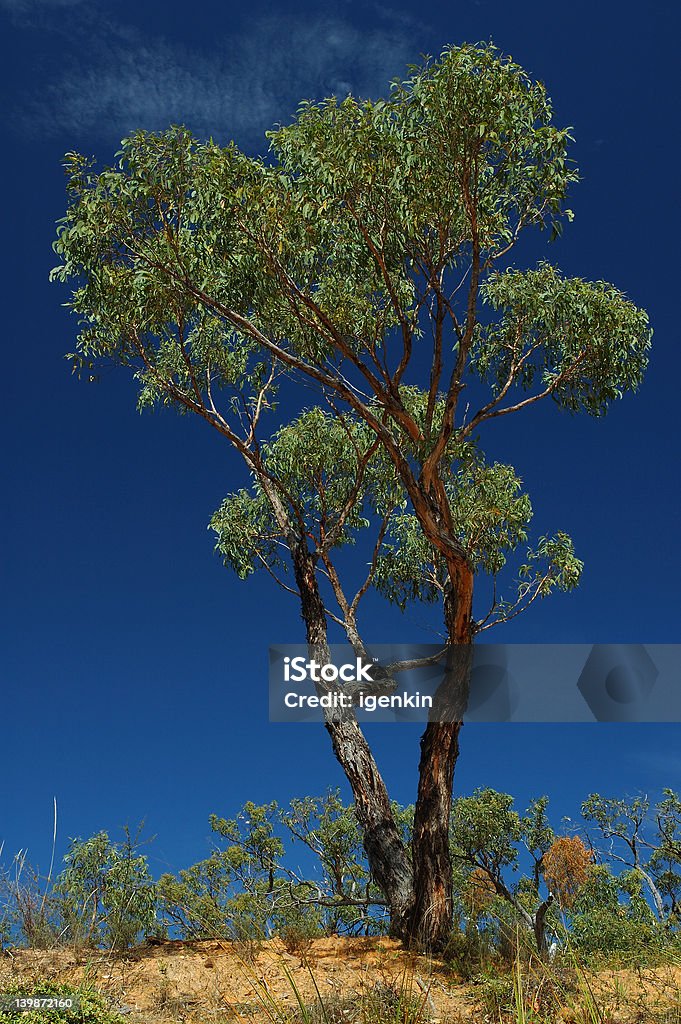 Árbol verde en un cielo azul - Foto de stock de Aire libre libre de derechos