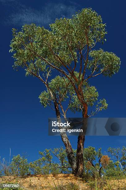 Árbol Verde En Un Cielo Azul Foto de stock y más banco de imágenes de Aire libre - Aire libre, Alto - Descripción física, Arbusto