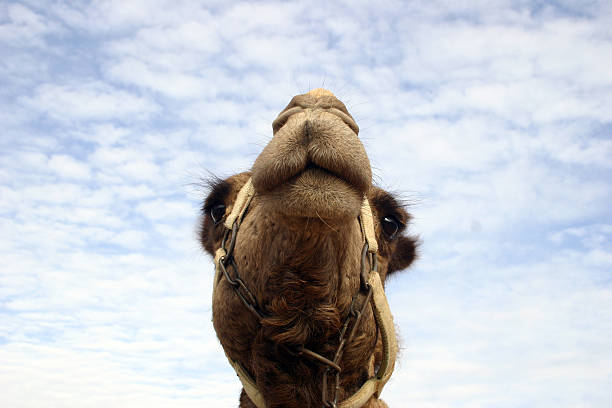 camel2 stock photo