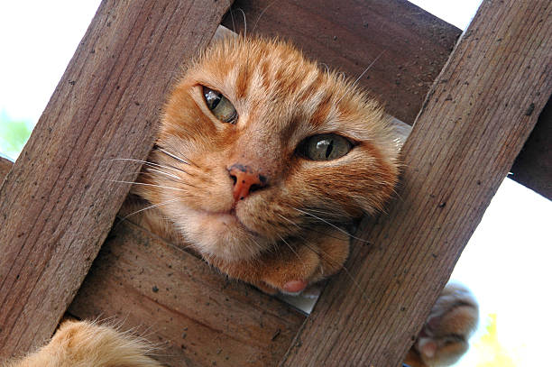 Gatto a traliccio - foto stock