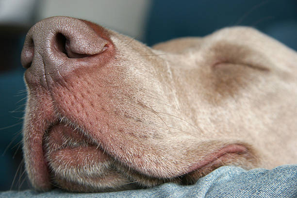 Dog nose stock photo