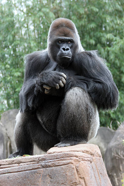 Silverback Gorilla stock photo