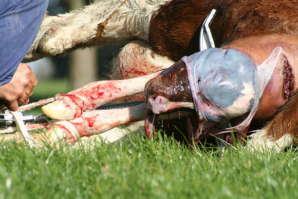 parturition farmer doing obstetrics heat stress stock pictures, royalty-free photos & images