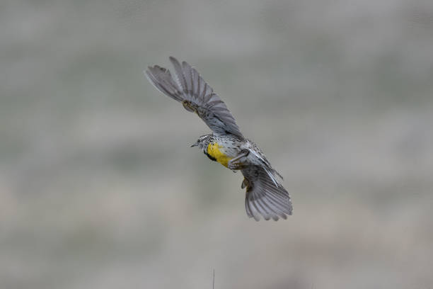 istock Western Meadowlark flying off perch 1398726542