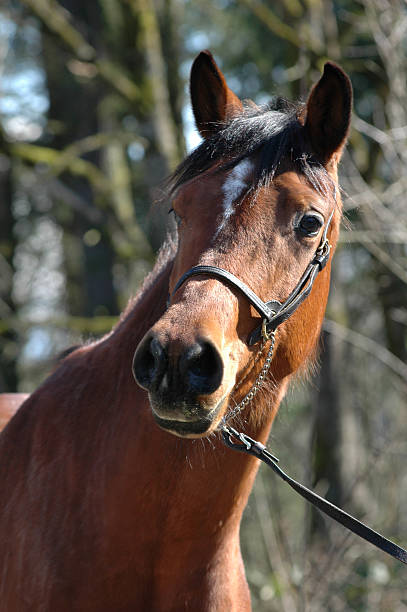 istock Arabian Horse - Head 139872774