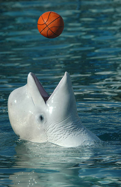 istock White Whale Playing Basketball 139872801