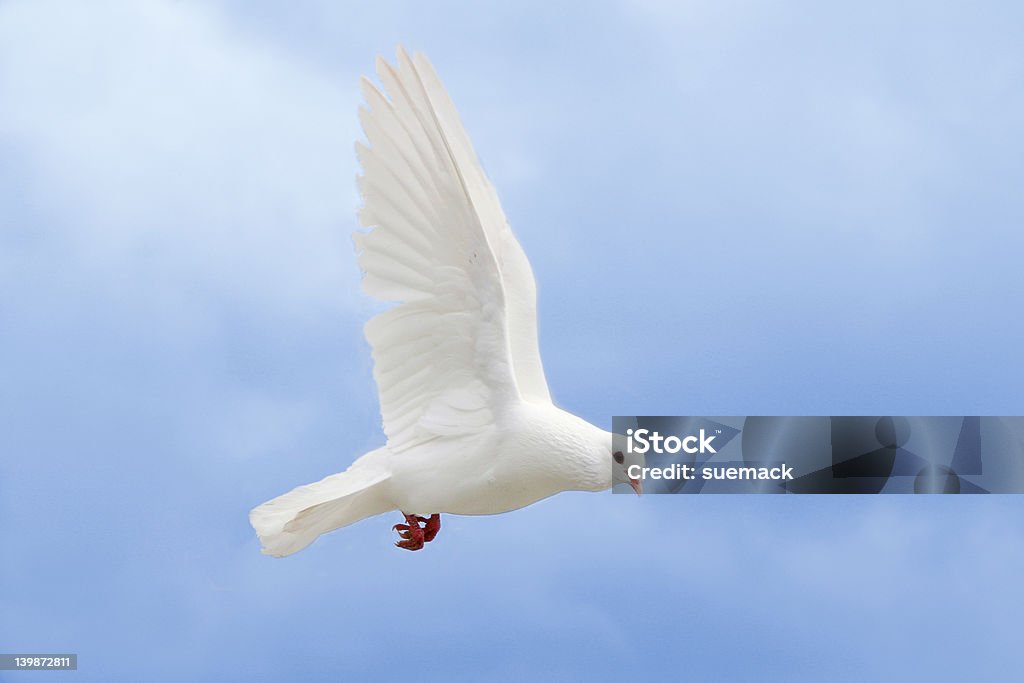 Белый Dove - Стоковые фото Белый роялти-фри