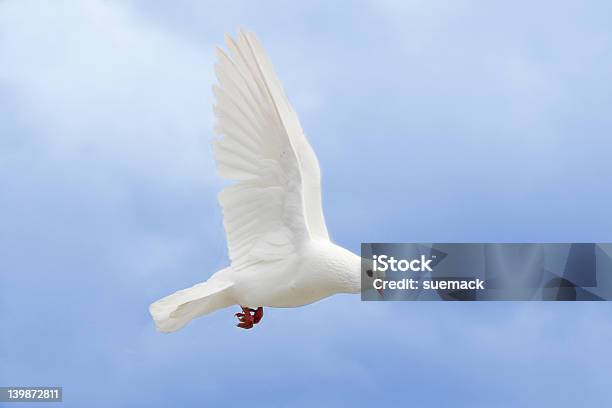 Белый Dove — стоковые фотографии и другие картинки Белый - Белый, В воздухе, Высоко