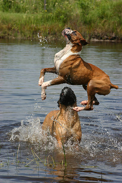 Jumping Over stock photo