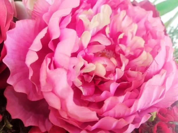 istock Pink flowers beautiful 1398728619