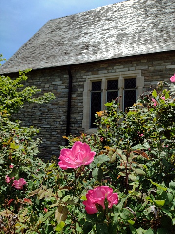 Bright pink carnation and flower garden in front of stone church chapel next to lake Junaluska, in the Smokey mountains, North Carolina. Back lighting highlights bright pink colors and sheen off slate shingles on chapel.
