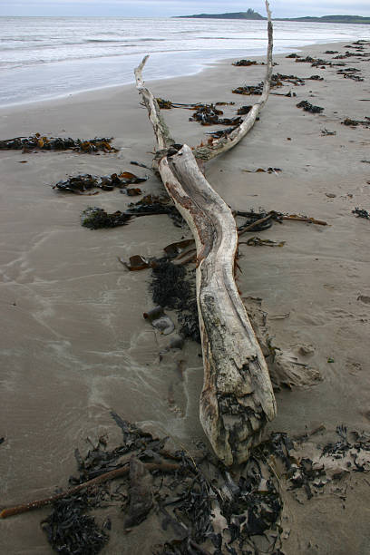 Driftwood on Beach stock photo