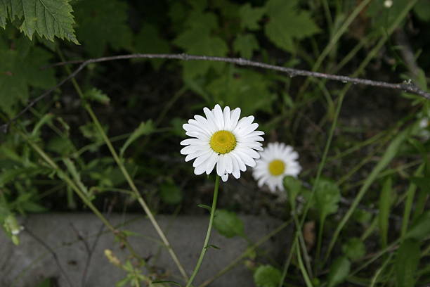 Summer Daisy stock photo