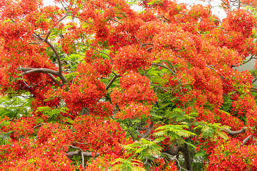 Poinciana or Delonix regia on blue sky the forest summer naturel background.