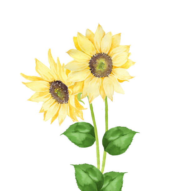 Watercolor painting of sunflower isolated watercolor illustration helianthus stock illustrations